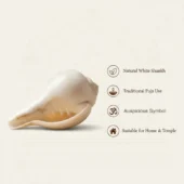 Natural Pure White Shankh 1